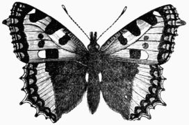 Fig. 160.—Small Tortoise-shell Butterfly 