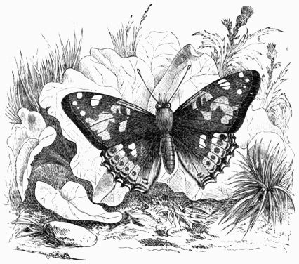 Fig. 164.—Painted Lady Butterfly 