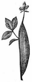 Fig. 176.—Cocoon of the Zygna filipendul.