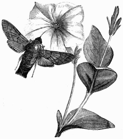 Fig. 178.—Humming-bird Hawk-Moth 
