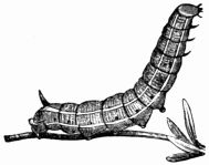 Fig. 179.—Caterpillar of Humming-bird Hawk-Moth