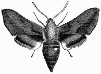 Fig. 181.—Deilephila euphorbi.