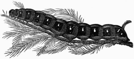 Fig. 182.—Larva of Deilephila euphorbi.