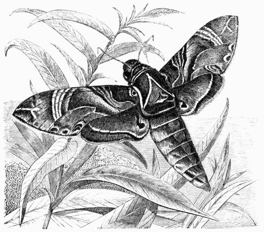 Fig. 183.—Deilephila (Chrocampa) nerii.
