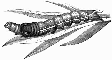 Fig. 184.—Larva of Deilephila (Chrocampa) nerii.