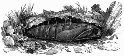 Fig. 185.—Pupa of Deilephila (Chrocampa) nerii.
