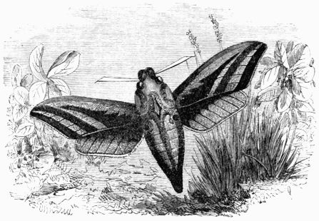 Fig. 186.—Deilephila (Chrocampa) elpenor.