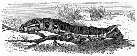 Fig. 187.—Larva of Deilephila (Chrocampa) elpenor.