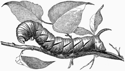 Fig. 190.—Larva of the Privet Hawk-Moth