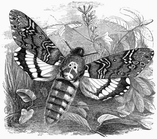 Fig. 193.—Death's-head Hawk-Moth
