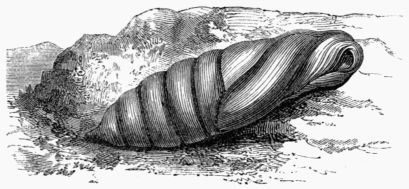 Fig. 195.—Chrysalis of the Death's-head Hawk-Moth.