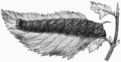 Fig. 197.—Larva of the Lime Hawk-Moth
