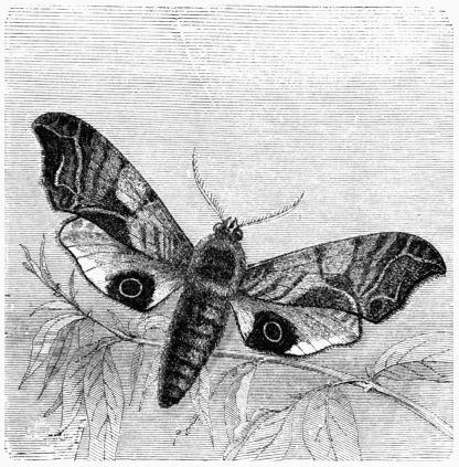 Fig. 198.—Eyed Hawk-Moth