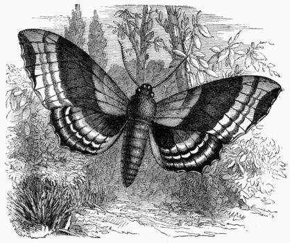 Fig. 199.—Poplar Hawk-Moth