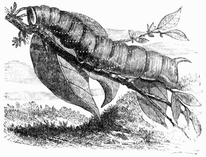 Fig. 200.—Larva of the Poplar Hawk-Moth 