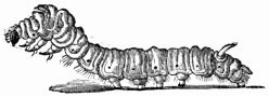 Fig. 203.—Position of Silkworm while moulting.