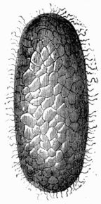 Fig. 214.—Spherical cocoon of the Bombyx mori.