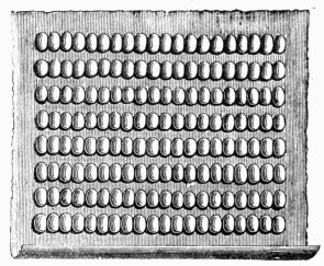 Fig. 218.—Sheet of paper with rows of cocoons prepared for
the exit of the moths destined for laying eggs.