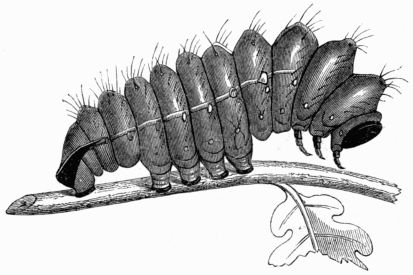 Fig. 221.—Larva of Attacus (Bombyx) Yama-Ma.
