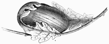 Fig. 222.—Cocoon of Attacus (Bombyx) Yama-Ma.