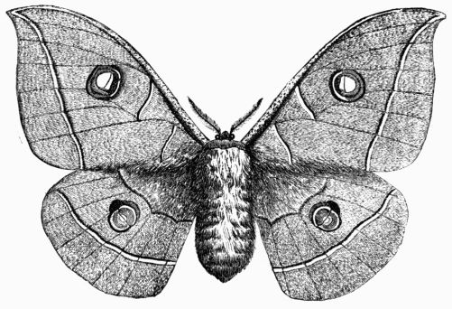 Fig. 223.—Attacus (Bombyx) Yama-Ma.