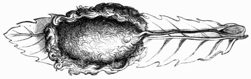 Fig. 224.—Cocoon of Attacus (Bombyx) pernyi.