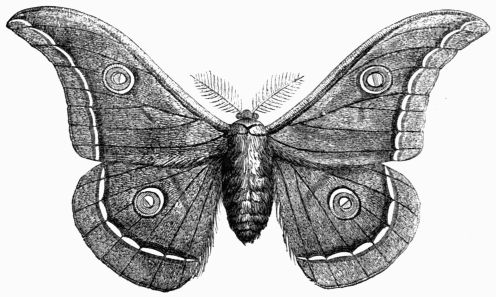Fig. 226.—Attacus (Bombyx) Mylitta.