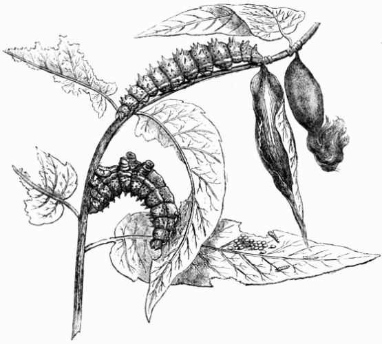 Fig. 228.—Eggs, larv, and cocoons of Attacus (Bombyx) Cynthia.