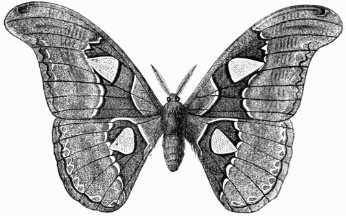 Fig. 231.—Attacus (Bombyx) Atlas.