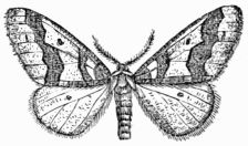 Fig. 263.—Winter Moth 