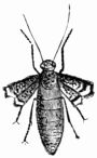 Fig. 266.—Chimatobia brumata, female.