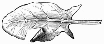 Fig. 284.—Leaf of sorrel, a portion of which is cut and rolled perpendicularly to the leaf.