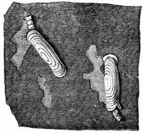 Fig. 294.—Larv of the Woollen Moth 