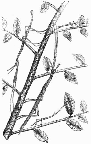 Fig. 303.—Phasma Rossia—male, female, and larva.
