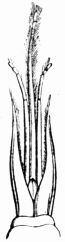 Fig. 311.—Trunk of a Bee (magnified).
