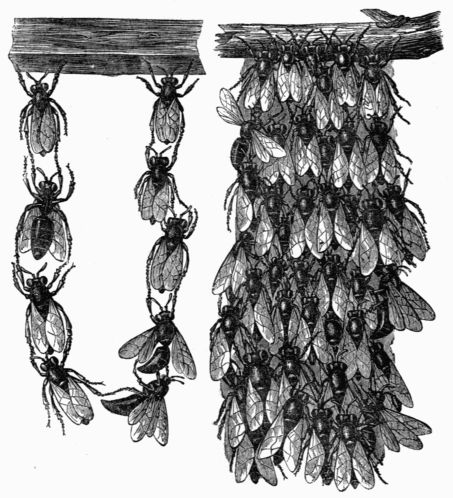 Fig. 316.—Clusters of Bees.