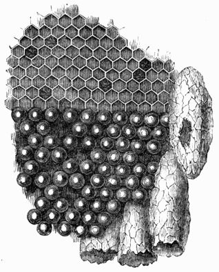 Fig. 320.—Portion of the comb, with the eggs occupying the
  cells. One of the royal cells has been opened by the queen.
