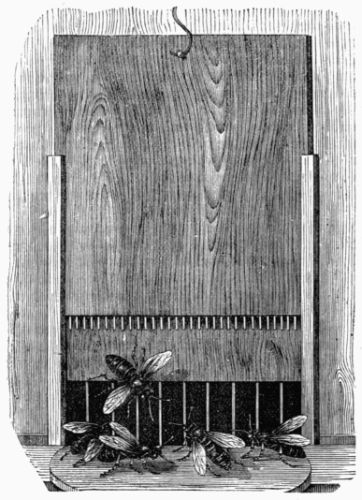 Fig. 323.—Sentinel Bees guarding the entrance to the hive.
