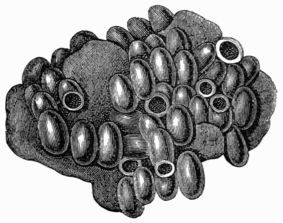 Fig. 334.—Cells from a Humble Bee's nest.