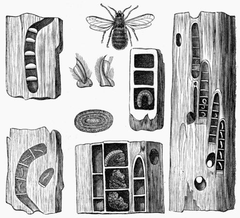 Fig. 339.—Carpenter Bee, Pup, Eggs, Galleries, and Nests.