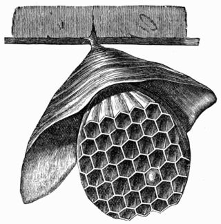 Fig. 352.—Hanging Hornet's Nest.