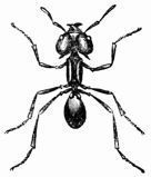 Fig. 360.—Brazilian Umbrella Ant. 