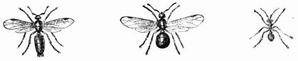 Fig. 363.—Ashy-black Ant