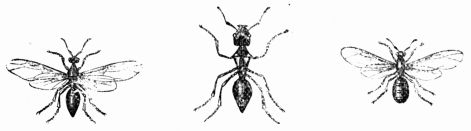 Fig. 364.—Ashy Ant. Male, worker, and female.