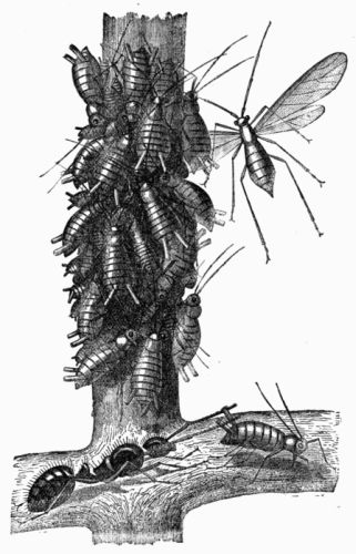 Fig. 367.—An Ant milking Aphides or Plant-lice (magnified).