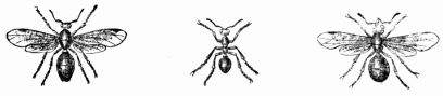 Fig. 369.—Blood-red Ant