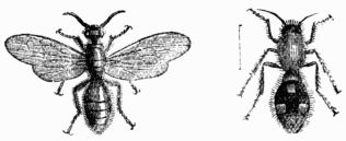 Fig. 372.—Mutilla Europa, male and female.