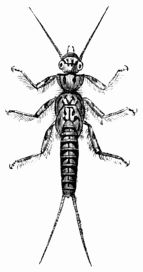Fig. 386.—Perla marginata (larva).