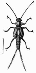 Fig. 389.—Nemoura variegata (larva).