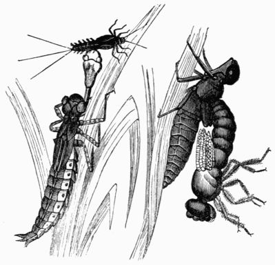 Fig. 394.—Larva of the Libellula, and the perfect insect emerging.